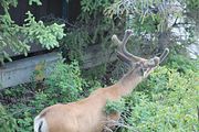 191 - Banff,Lake Louise,Morraine Lake  - IMG_0851